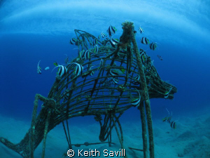 Taking pictures of Banner fish on this artifical reef whe... by Keith Savill 